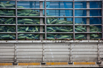 Corn  on the Pick up truck