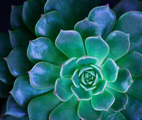 Close-up top view macro exotic succulents leaves abstract soft blue green dark background.Flat lay nature botanical wallpaper desktop,desert ornamental indoor plant backdrop, website cover design.