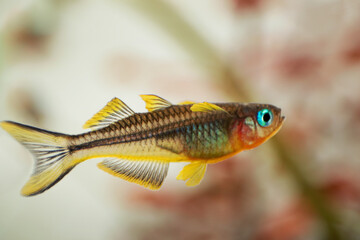 Popondichthys furcatus, Forktail blue eye, yellow forktail Pseudomugil furcatus subfamily...