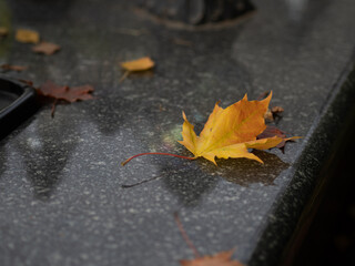 Wszystkich Świętych, pomarańczowy liść na płycie nagrobka, 1 listopada