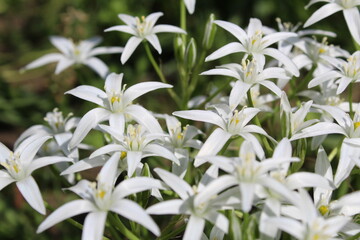 Ornithogalum of bulbous herbaceous plants of the Hyacinth family subfamily 