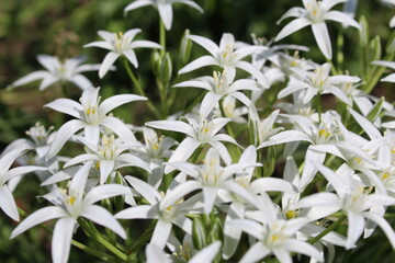 Ornithogalum of bulbous herbaceous plants of the Hyacinth family subfamily 