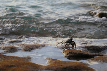 Crab looks at the ocean on the shore, Maldives