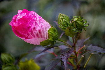 Pink Rose Mallow Portrait Closeup With Several Buds Around It. Crimsoneyed Rose-Mallow In Rolling Cylindrical Shape Going Through Early Stages Of Full Bloom © Gentle.Cam