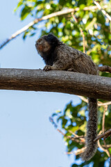 The monkey on the tree. The Black-tufted marmoset also know as Mico-estrela or sagui is a typical monkey from central Brazil. Species Callithrix penicillata. Animal lover. Wildlife.