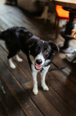 dog in cafe pet friendly  border collie portrait 