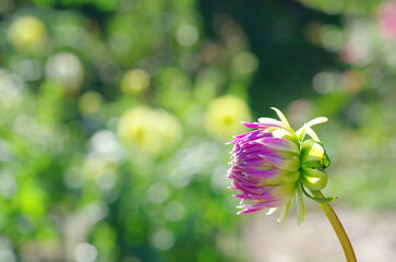 東京町田ダリア園にて日本の秋を感じる