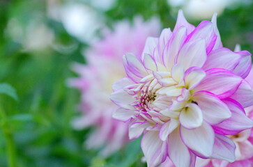 東京町田ダリア園にて日本の秋を感じる