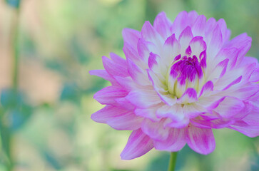東京町田ダリア園にて日本の秋を感じる