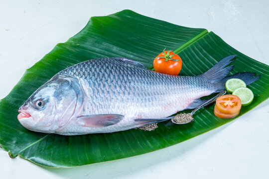 Catla Bilder Durchsuchen 488 Archivfotos, und Videos