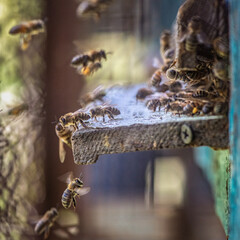 Bees fly into the hive in the apiary. There is artistic noise.