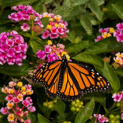 Migrating Monarch Butterfly pausing in Cape May NJ while heading south for the winter
