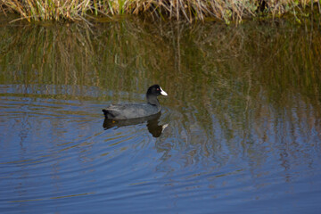  galeirão-comum (Fulica atra)