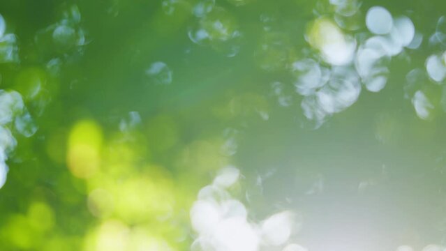 Nature abstract background. Natural green leaves plants using as spring background. Blur.