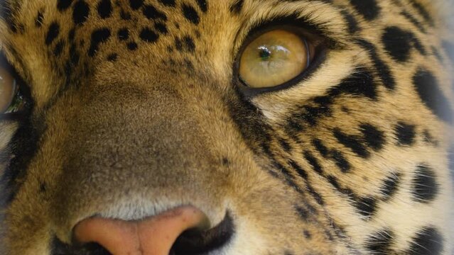 Close up of jaguar head looking into camera