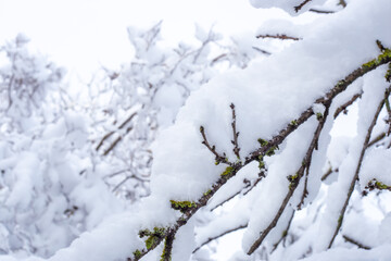 Obraz premium Tree branches covered with white snow on a winter day. Seasons
