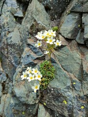 flowers on stone wall on the Carnic Alps
