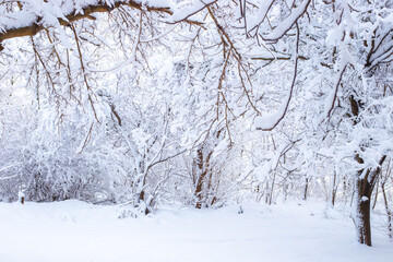 trees covered with snow in the forest on a winter day. Beauty of nature