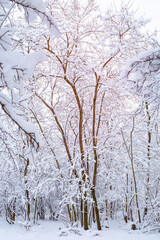 Vertical winter landscape. Trees in the forest covered with snow on a clear day