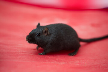 Back gerbil side view, red background