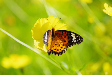 キバナコスモスの蜜を吸うツマグロヒョウモン（メス）　岐阜県・海津市