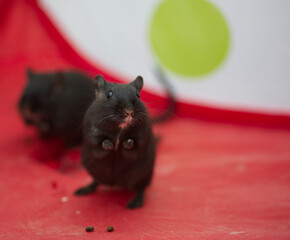 Two gerbils in playpen, red floor