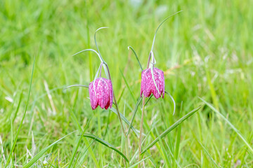 A pair of purple snakes head fritillary flowers, Fritillaria meleagris, leaning slightly away from each other against a green grassland background