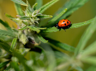 ladybug on a leaf