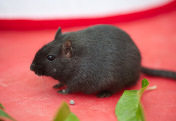 Black gerbil on a red background, profile view