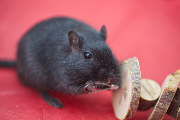 Cute gerbil playing with wooden toy on red background 