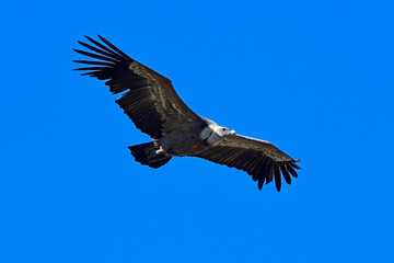 Obraz premium Griffon vulture // Gänsegeier (Gyps fulvus) - Monfrague, Extremadura, Spain