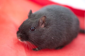 Gerbil on red background