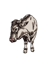 Vector color  drawing of cow standing isolated on white background, cattle