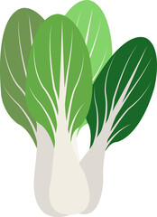 Colorful food ingredient vegetable Bok choly