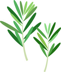 Colorful food ingredient vegetable spice Rosemary