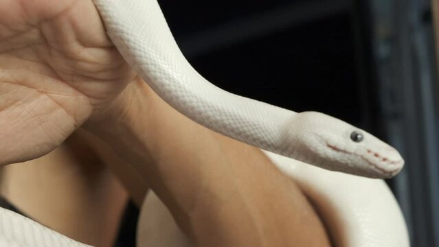 Man holding white snake in his hand