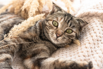 Portrait of a domestic cat with green eyes lying on a blanket indoors. Funny pet during the holidays.