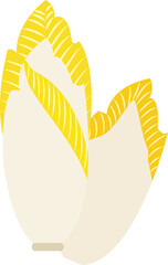 Colorful food ingredient vegetable Witloof chicory