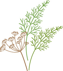 Colorful food ingredient vegetable Dill flower Fennel spice