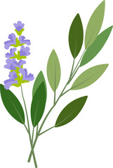 Colorful food ingredient vegetable spice Sage