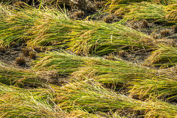 収穫後に束ねた稲　