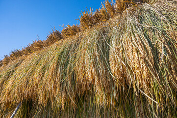 稲の天日干し　風さやか
