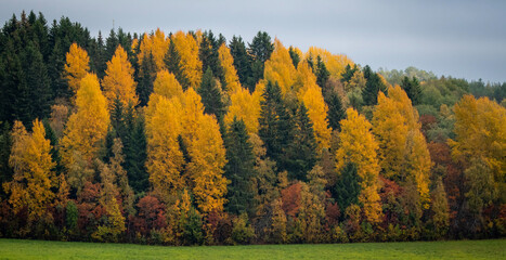 autumn landscape with trees