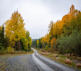road in autumn