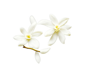 Vanilla flowers on white background. Vanilla is a spice derived from orchids of the genus Vanilla,...