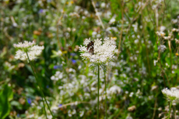 Map butterfly (Araschnia levana) with closed wings sitting on white flower in Zurich, Switzerland