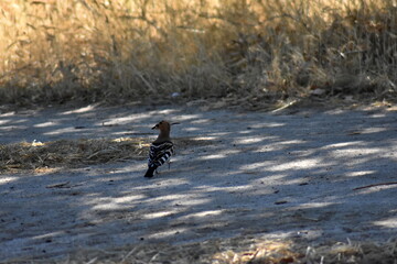 Obraz premium Abubilla (Upupa epops) caminando por el suelo