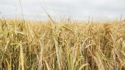 Grown crop of cereals, wheat seeds close-up