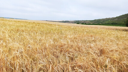 Grown crop of cereals, wheat seeds close-up