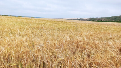 Grown crop of cereals, wheat seeds close-up